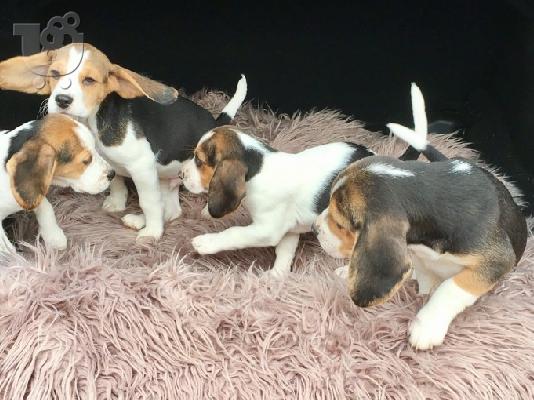 Πανέμορφα εγγεγραμμένα κουτάβια Beagle Kc